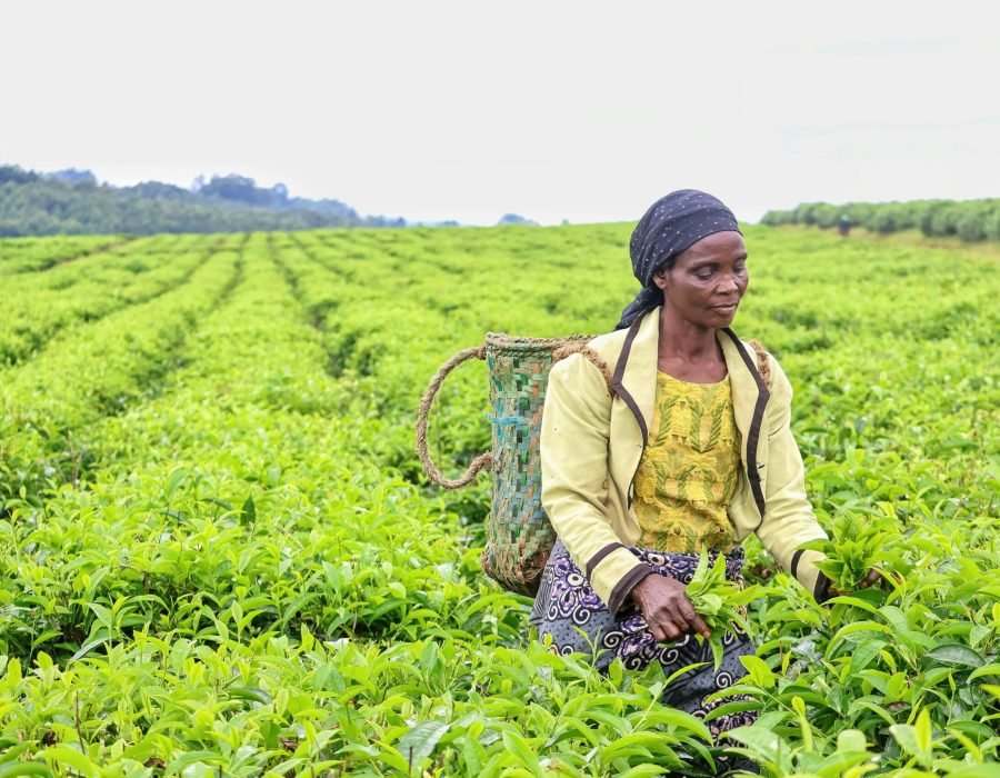 pexels-fatima-yusuf-323522203-30541313