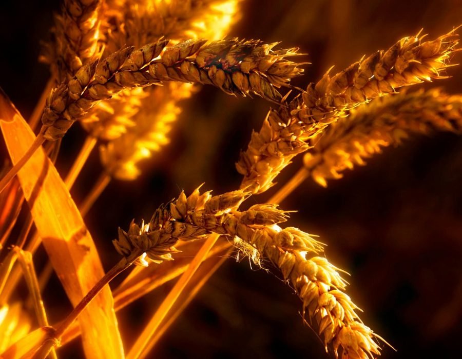 pexels-raybilcliff-1579426